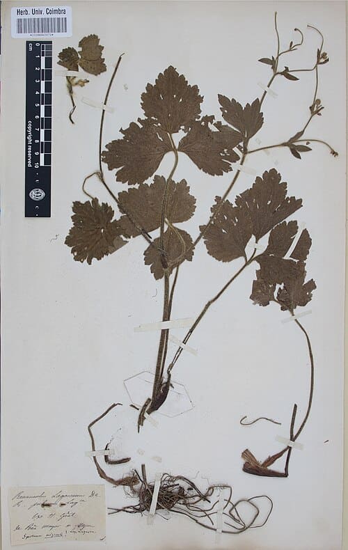 Ranunculus repens