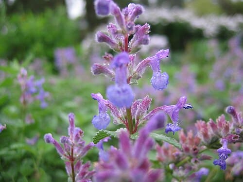 Nepeta, standing in for Nepeta nepalensis