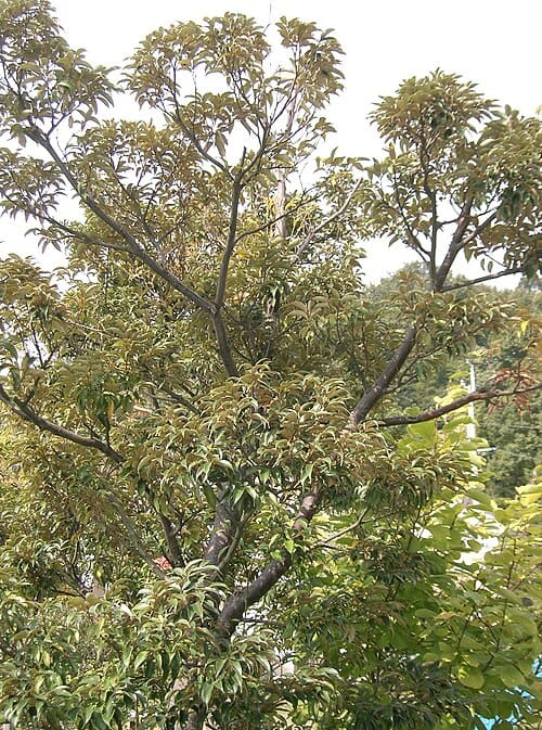 Castanopsis, standing in for Castanopsis fabri