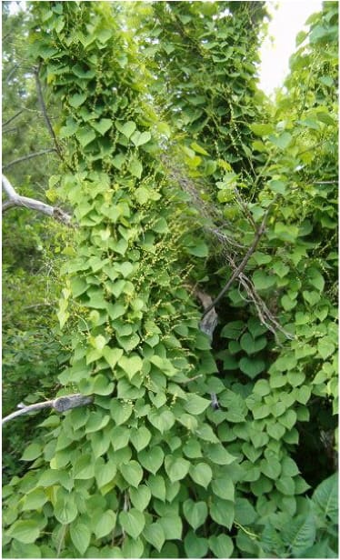 Dioscoreaceae