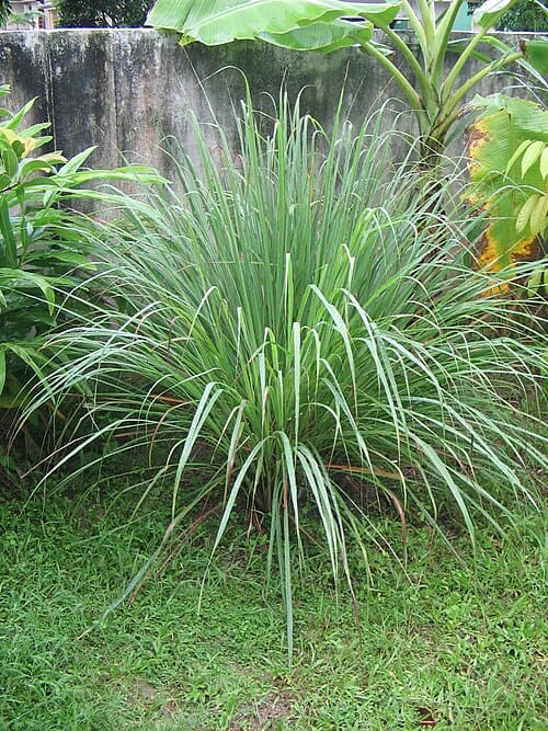 Cymbopogon, standing in for Cymbopogon distans