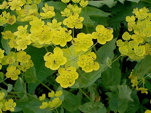 Bupleurum aureum