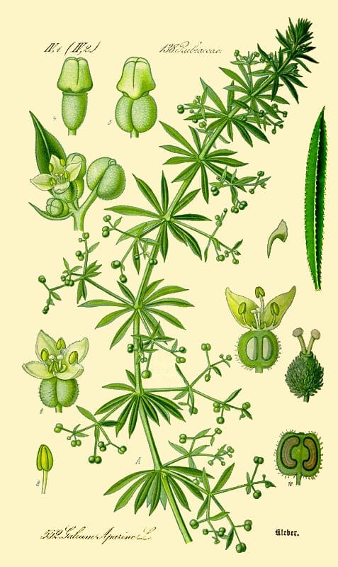Galium aparine, standing in for Galium aparine var. tenerum