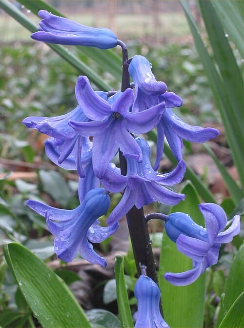 Hyacinthus orientalis
