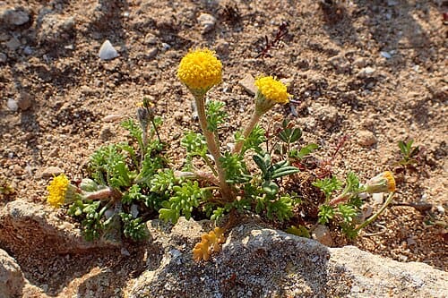 Anthemis, standing in for Anthemis semi-shrub