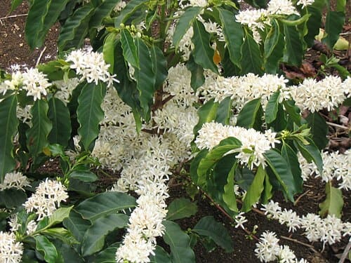 Coffea, standing in for Coffea robusta