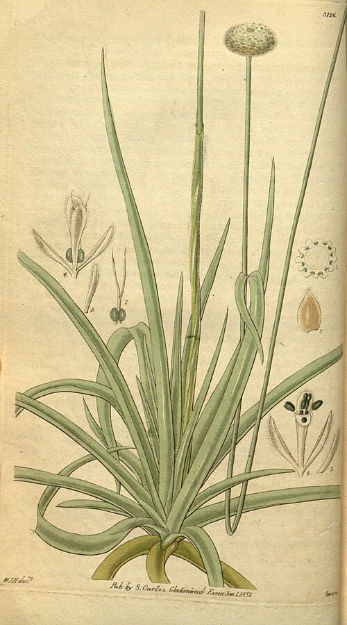 Eriocaulon, standing in for Eriocaulon japonicum