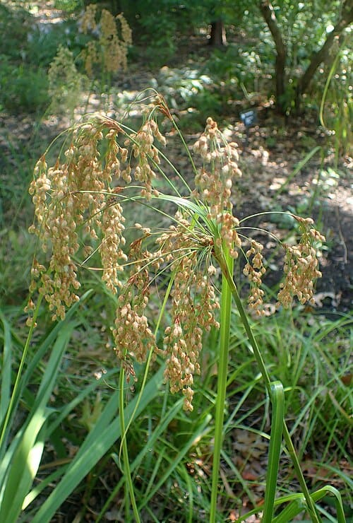 Scirpus, standing in for Scirpus triangulatus