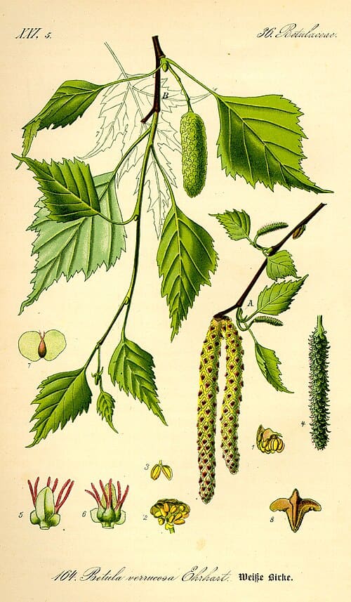 Betula