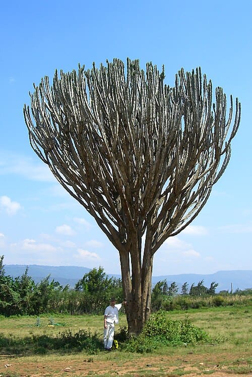 Euphorbiaceae