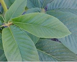 Aesculus californica