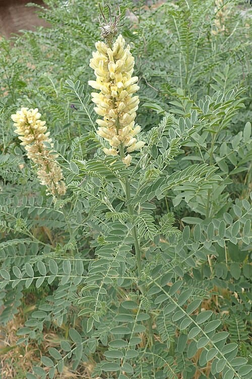 Sophora alopecuroides