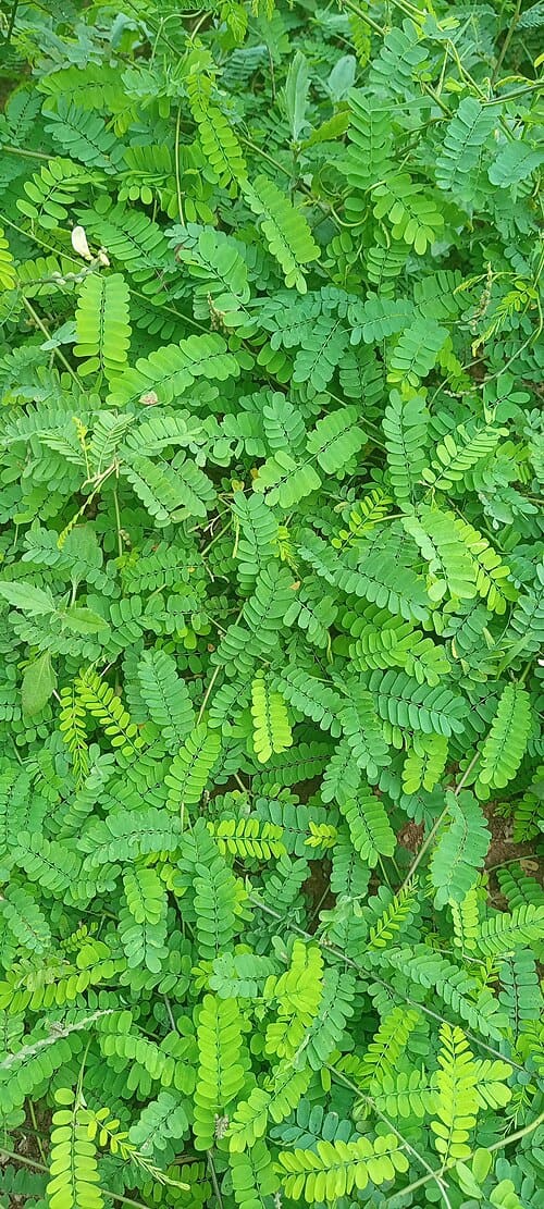Abrus precatorius