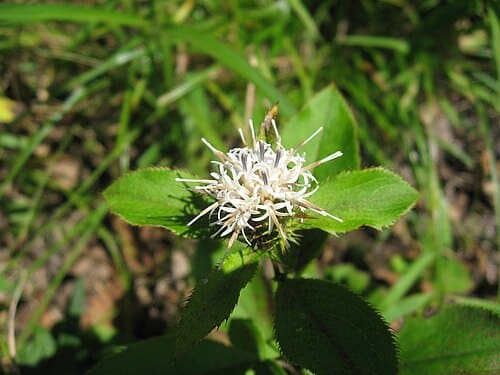 Atractylodes japonica