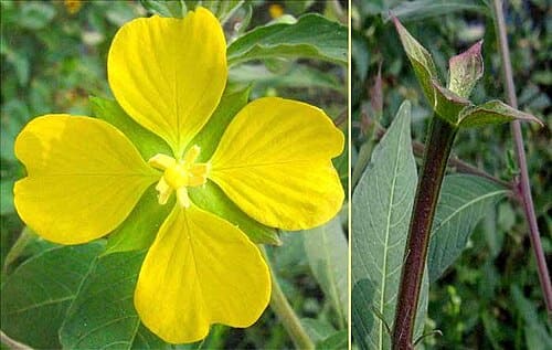 Ludwigia, standing in for Ludwigia americana