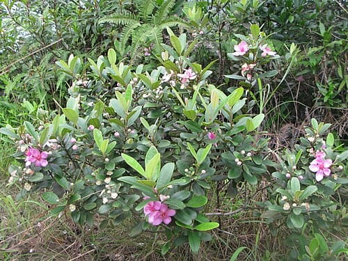 Rhodomyrtus tomentosa