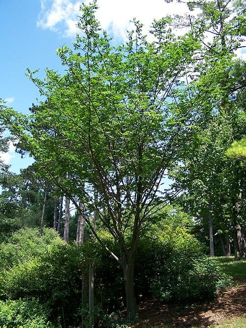 Picrasma quassioides