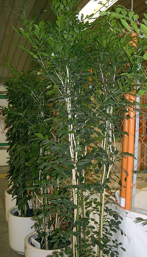 Murraya, standing in for Murraya euchrestifolia