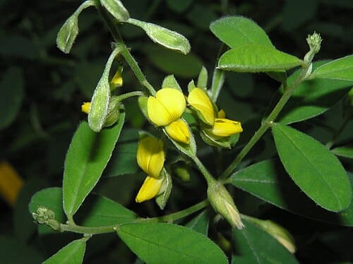 Crotalaria albida, standing in for Crotalaria albida var. albida