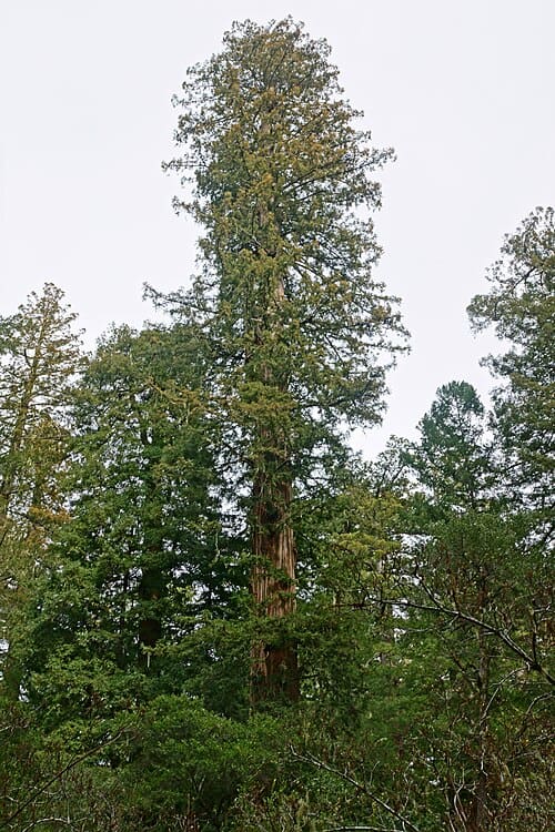 Sequoia sempervirens