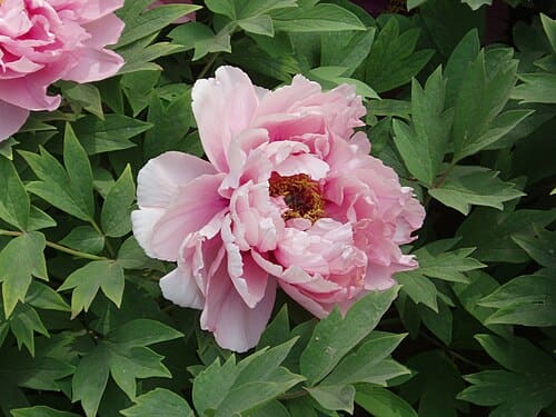 Paeonia
