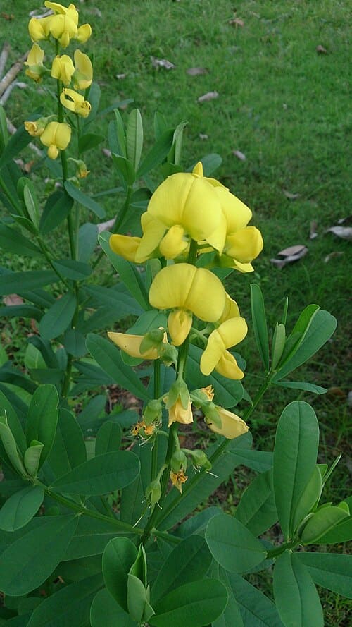 Crotalaria retusa