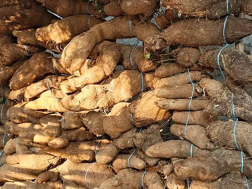 Dioscorea