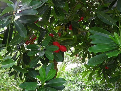 Ochrosia elliptica
