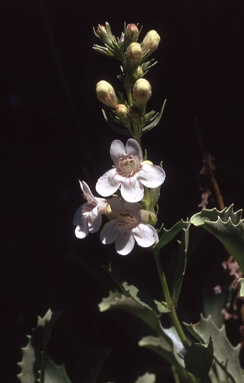 Penstemon deustus