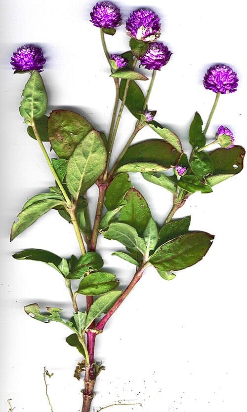 Gomphrena globosa