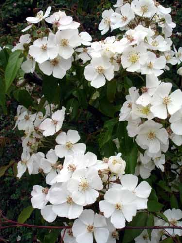 Rosa henryi