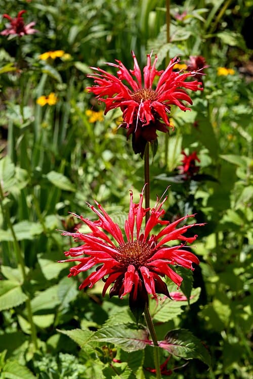 Monarda didyma
