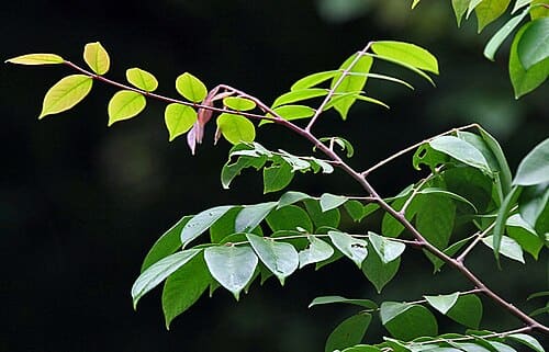 Averrhoa carambola