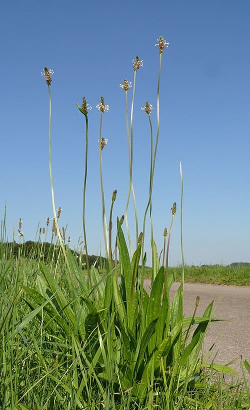 Plantaginaceae, standing in for Neopicrorhiza scrophulariiflora