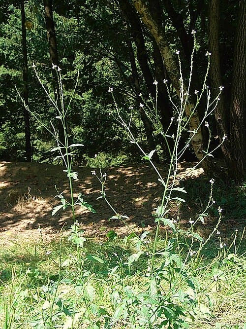 Verbena officinalis