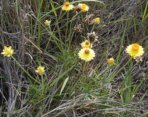 Helichrysum bracteatum