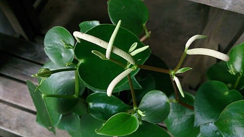 Peperomia
