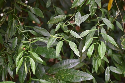Pothos chinensis