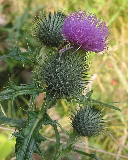 Cirsium, standing in for Cirsium chinense