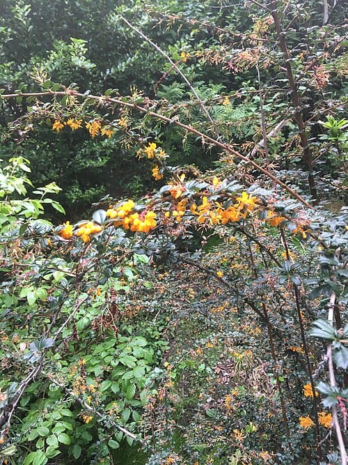 Berberis, standing in for Berberis wae