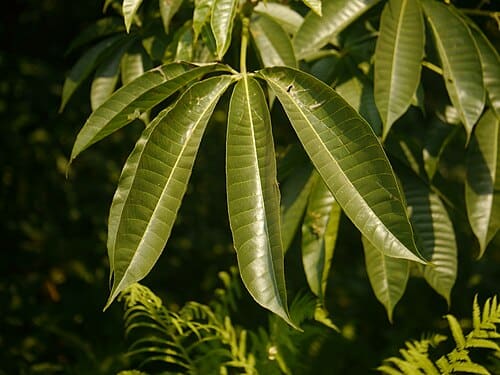 Aesculus assamica