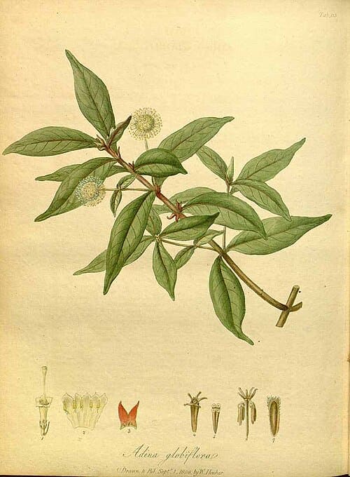 Adina pilulifera