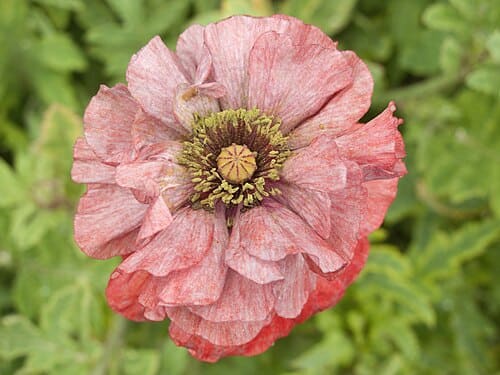 Papaver