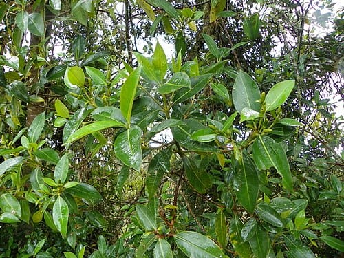Hedyosmum