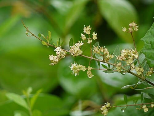 Lawsonia inermis