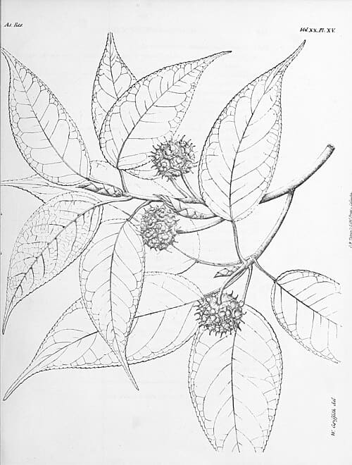 Altingia excelsa