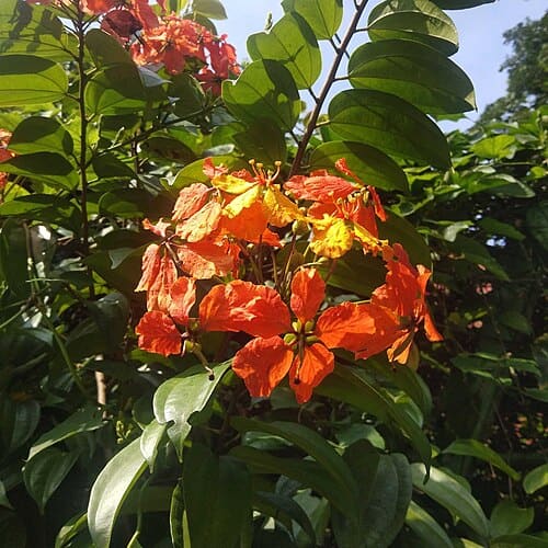 Phanera, standing in for Phanera purpurea