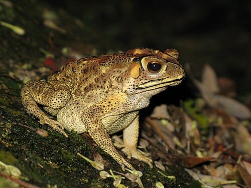 Bufo melanostictus