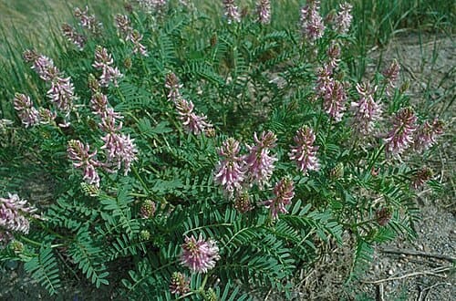 Astragalus bisulcatus