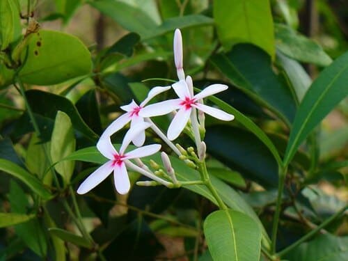 Kopsia, standing in for Kopsia officinalis